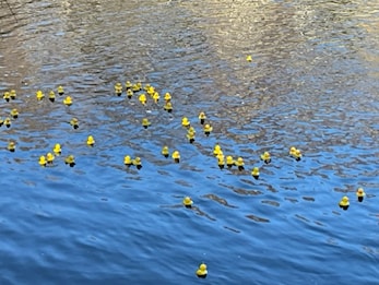Vinnere av Lucky Duck 2024!